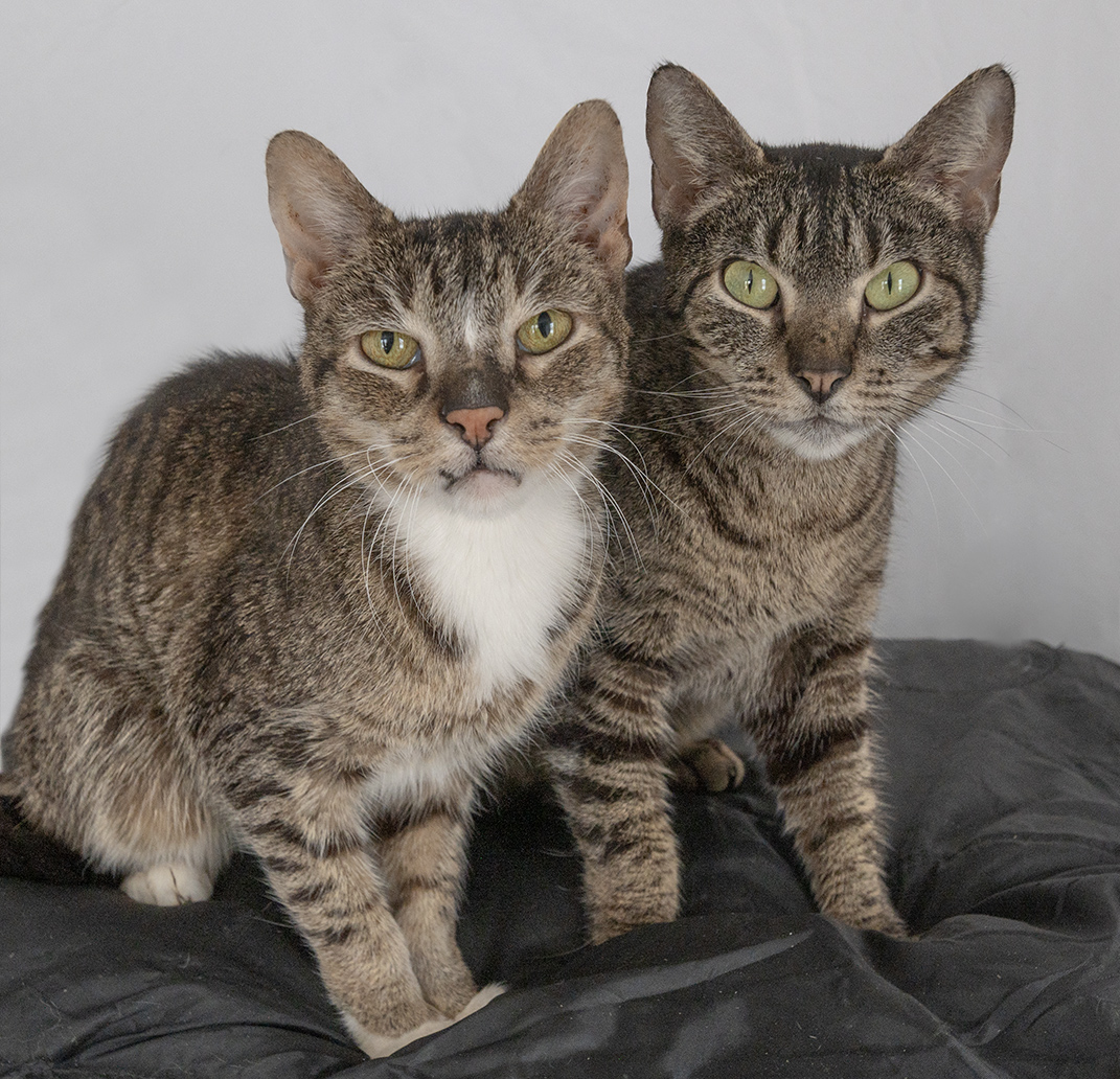 ace hearts photography cat nyc